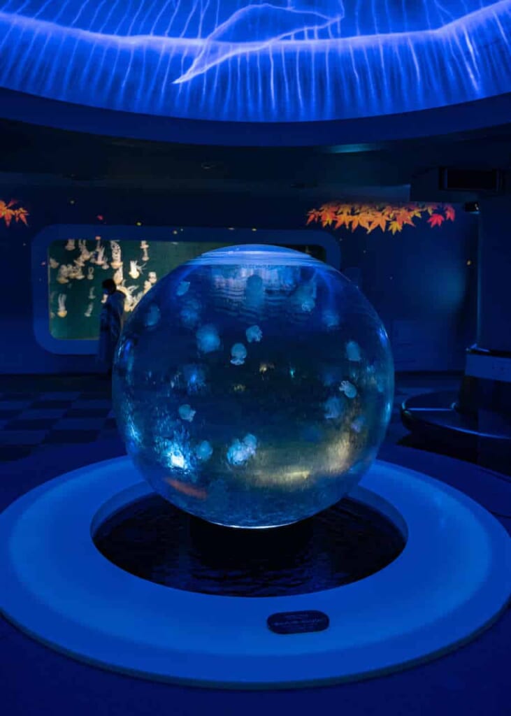 Ein Aquarium mit Quallen.