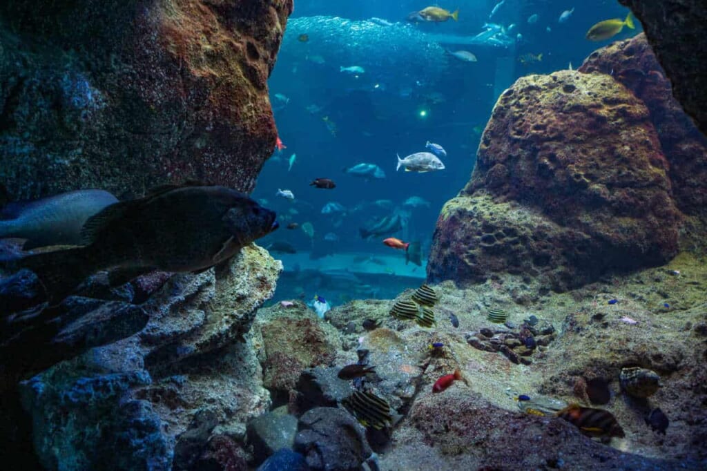 Lokale Fischarten im Aquarium.
