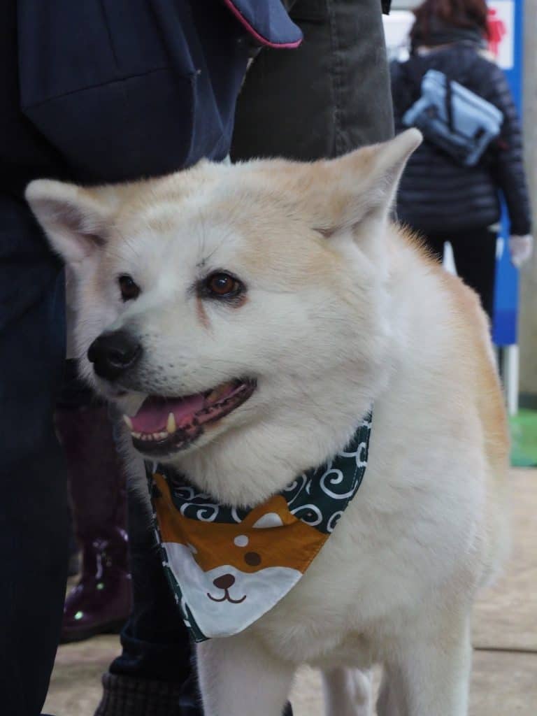 Ein älterer Akita auf dem Innuko Schneefestival.
