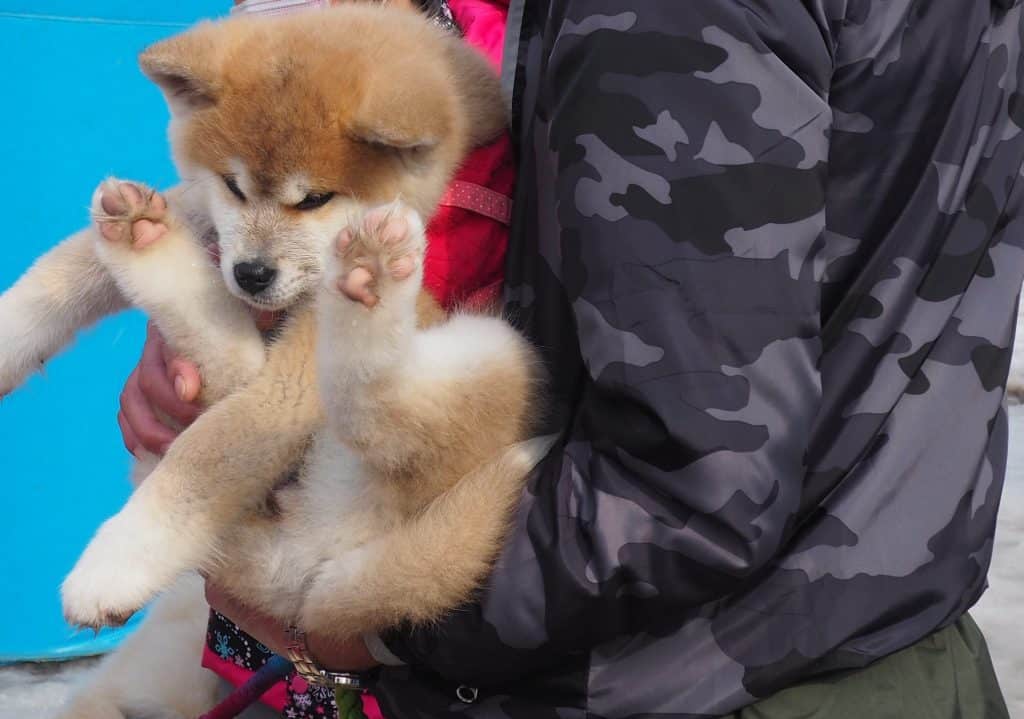 Ein Akitawelpe, der auf dem Arm gehalten wird.