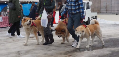 Akita Inukko Matsuri: Das Hunde-Tempel-Schneefestival