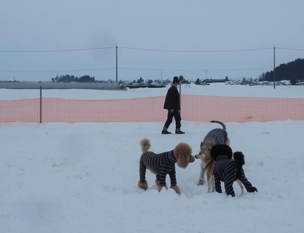 Hunde spielen im Hundepark auf dem Inukko Schneefestival in der Präfektur Akita.