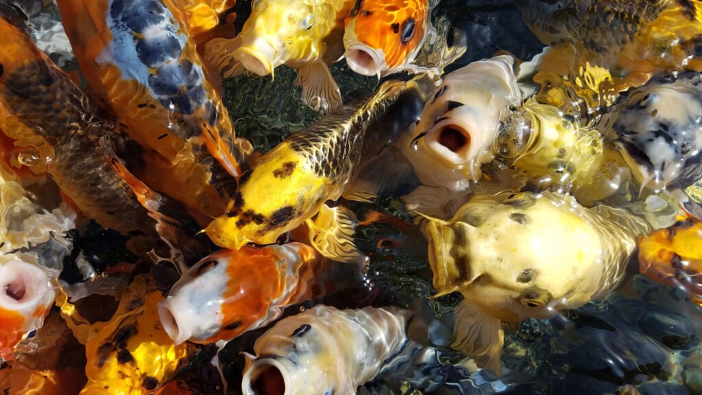 Koi-Karpfen im Umigatari Jōetsu Aquarium.