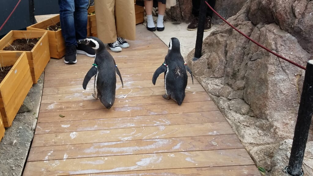 Pinguine im Umigatari Jōetsu Aquarium.