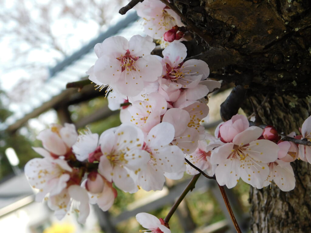 Kirschblüte in Japan: Die besten Orte in Niigata.