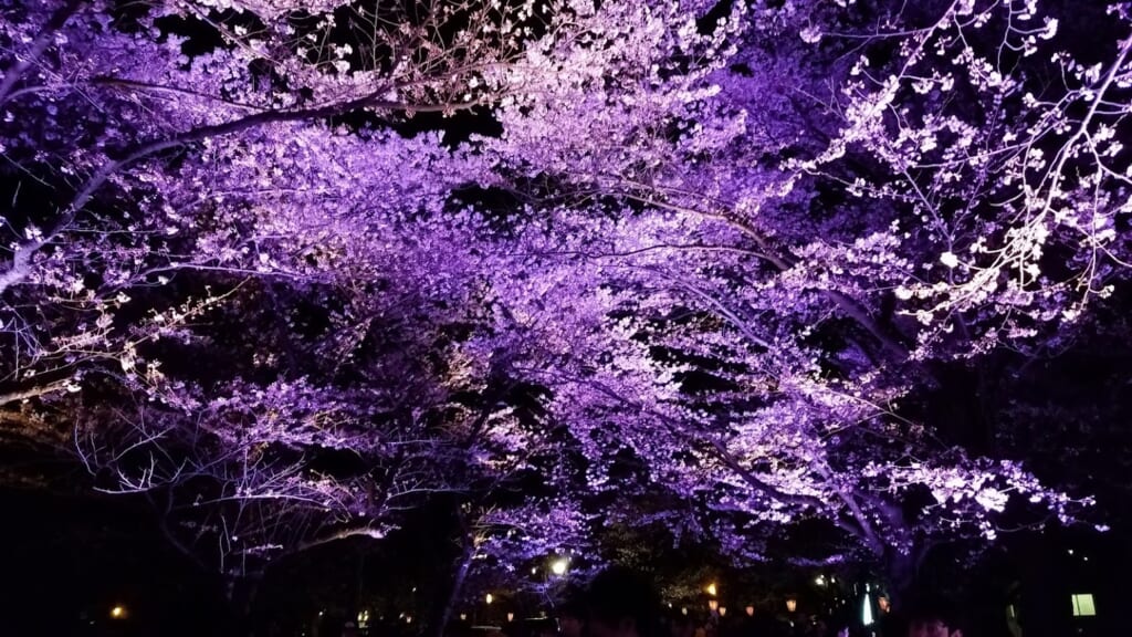 Kirschblüte in Japan: Die beleuchteten Kirschblüten im Takada Burgruinenpark.