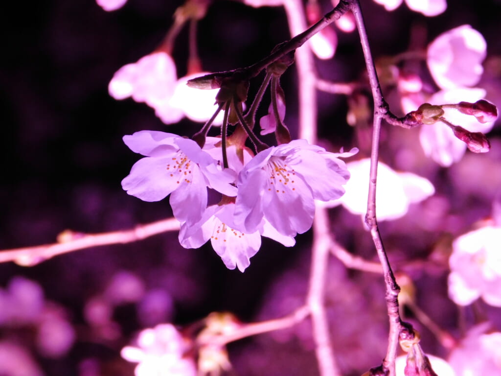 Der Takada-Park gehört zu den 3 besten Orten für die Kirschblüte in Japan bei Nacht.