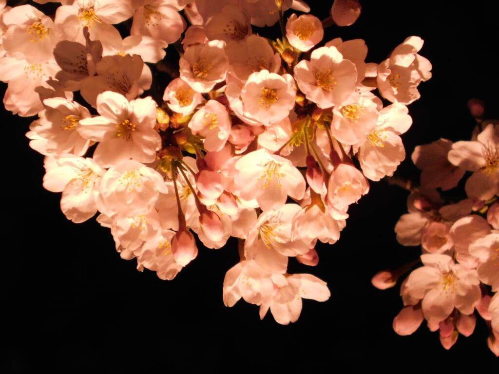 Die Kirschblüten erstrahlen in unterschiedlichen Farben.