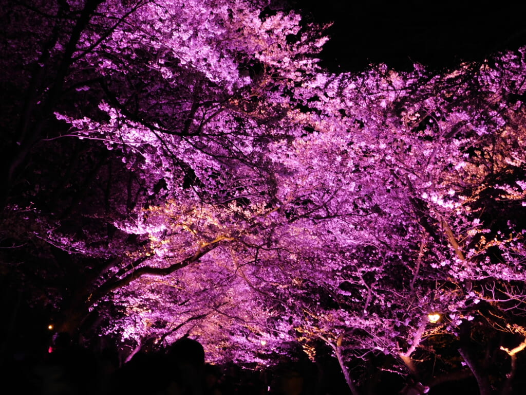 Der Takada Burgruinenpark gehört zu den 100 besten Orten für die Kirschblüte in Japan.