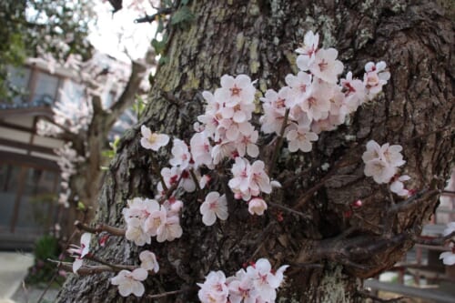Kirschblüten in Niigata: Hanami Spots in Jōetsu und Yahiko