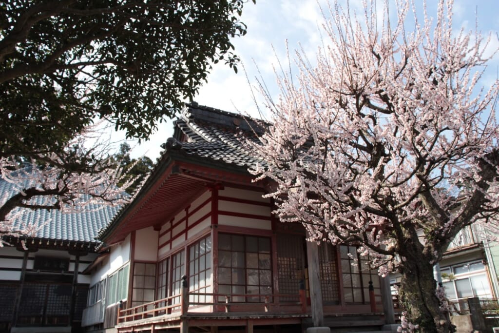 Kirschblüte in Japan: Kirschblüten in der Nachbarschaft des Yahiko-Schreins.