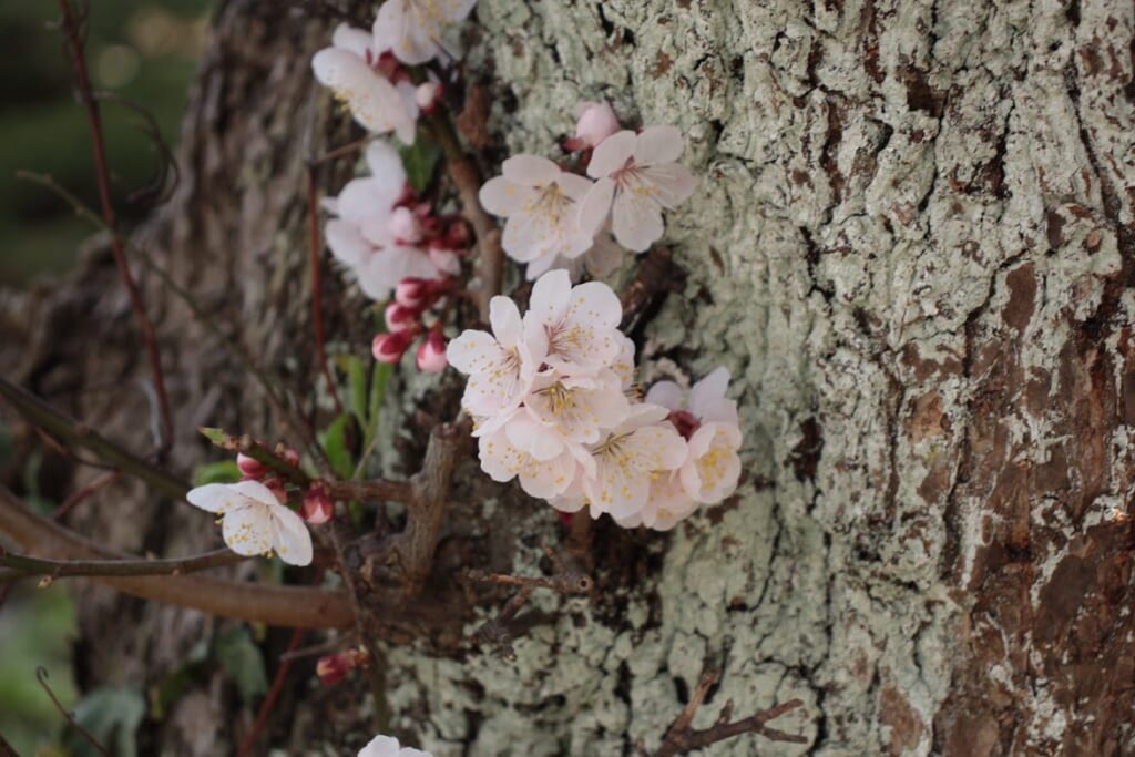 Nahaufnahme der Kirschblüten.