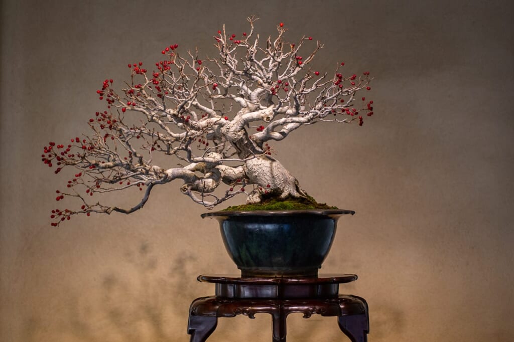 Das Omiya Bonsai Kunstmuseum.