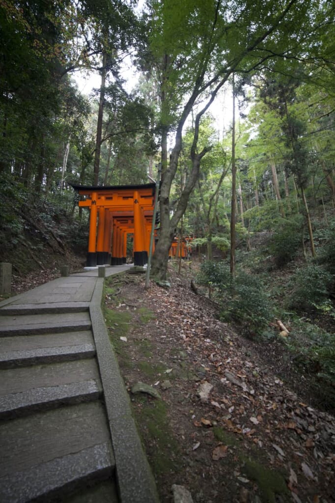 Die Torii-Tore führen in abgelegene Orte.