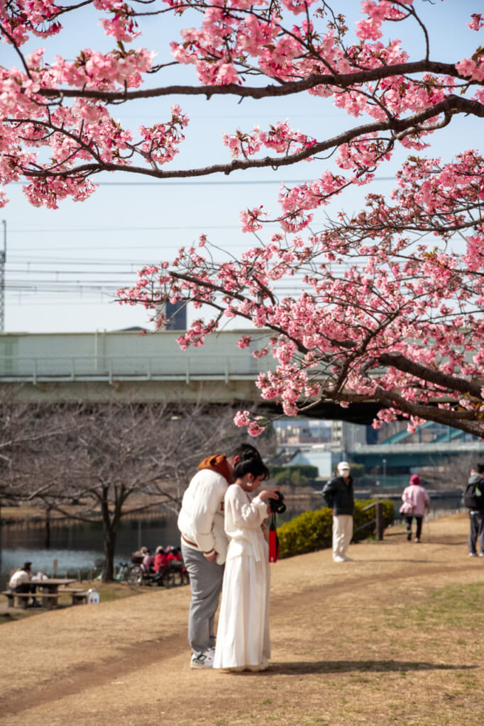 Pärchen unter den Kirschblüten