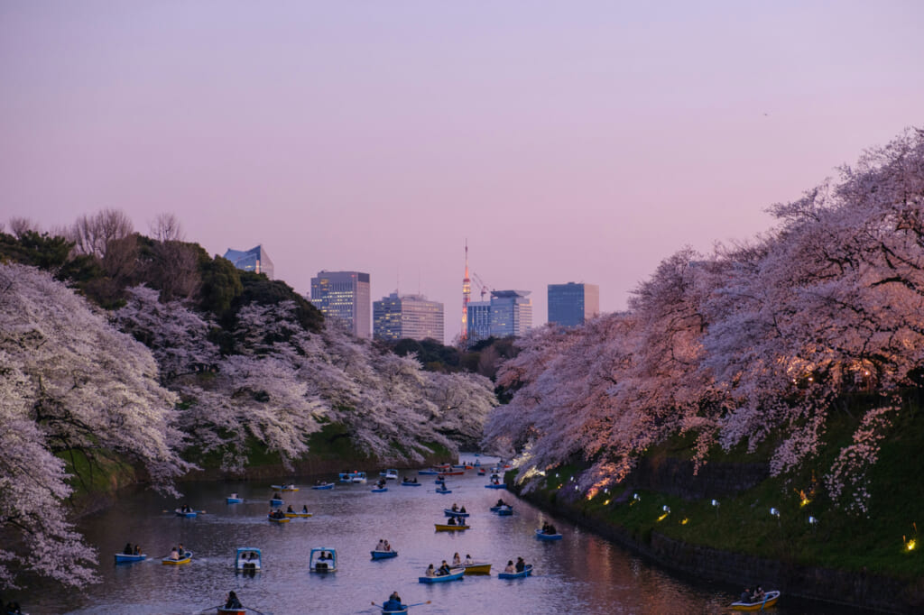 Kirschblüten in Tokio