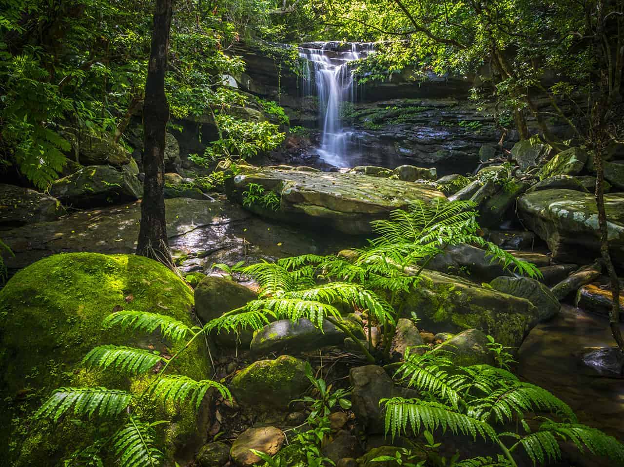 Die tropische Vegetation auf Okinawa.