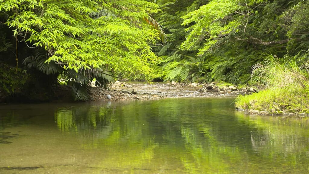 Die Urwälder des Yambaru Nationalparks.