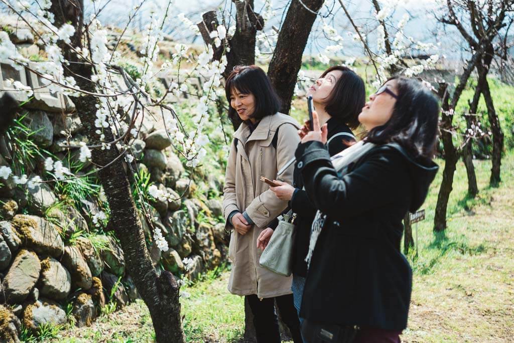 Geführte Touren auf der Farm  Marukita Hanamomo-en während der Zeit der Pfirsichtblüten.