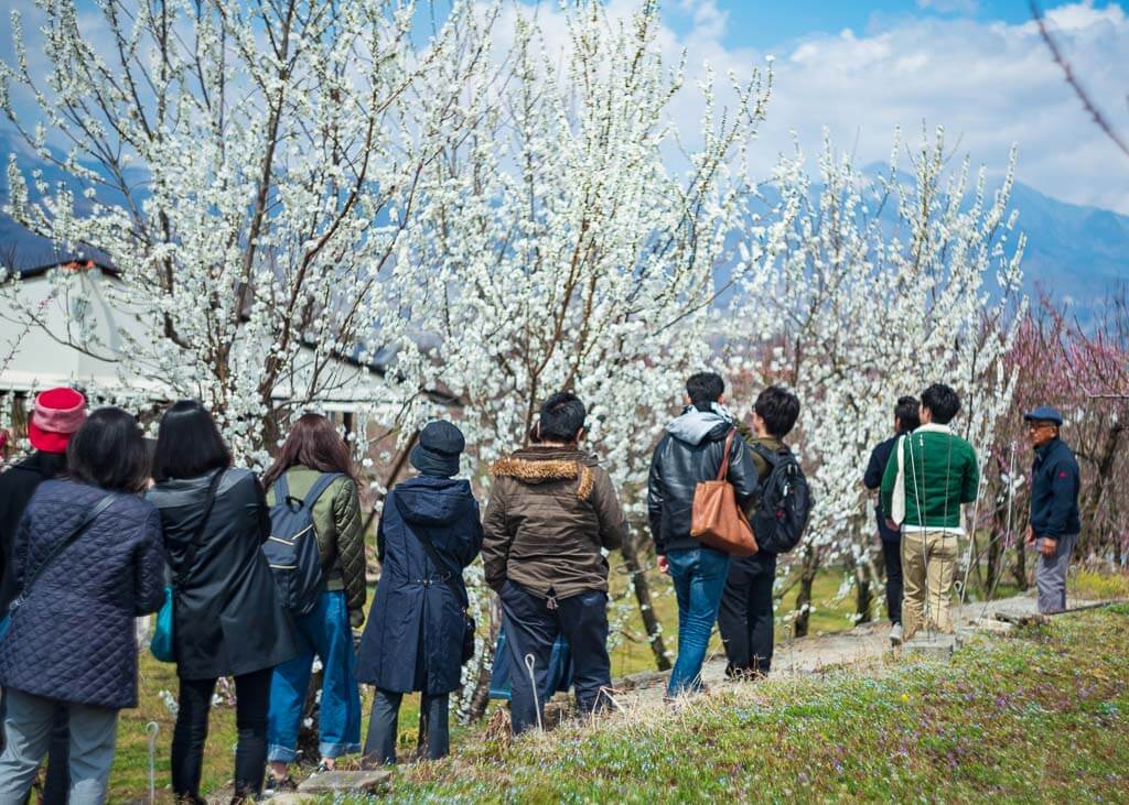 Besucher auf der Farm Marukita Hanamomo-en in Fuefuki, Präfektur Yamanashi.