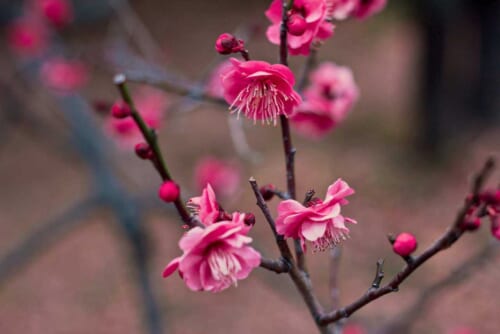 Der japanische Frühling: Der Unterschied zwischen Ume-, Momo- und Sakura-Blüten