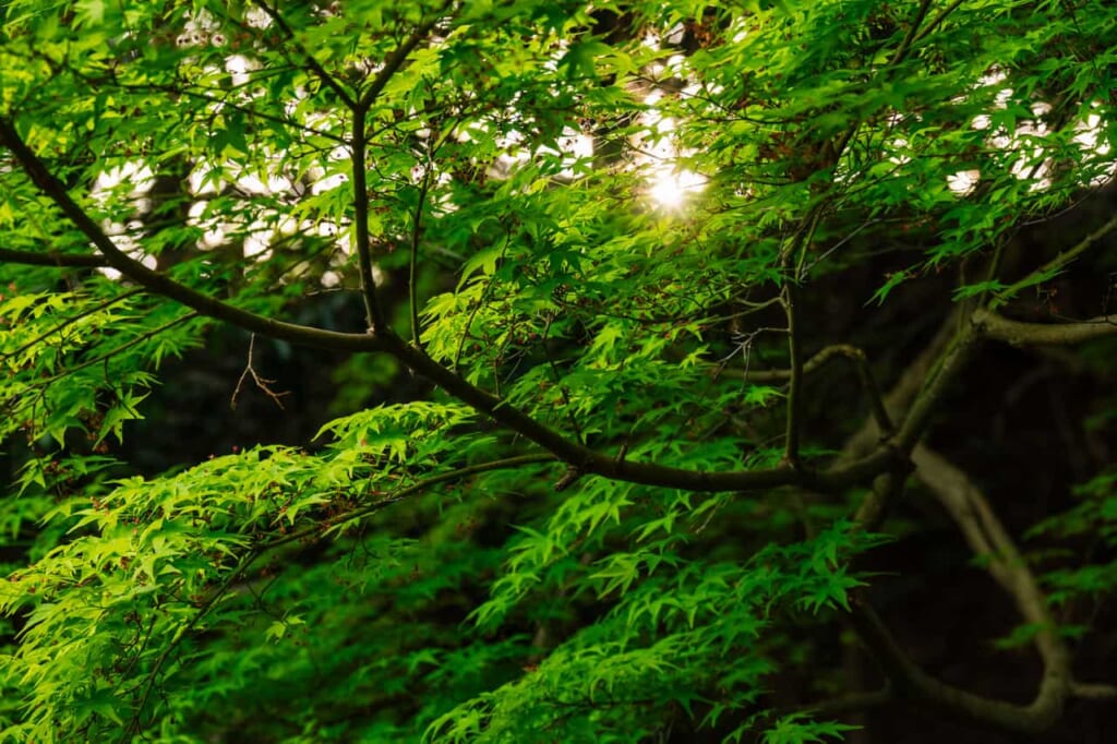Die ruhige Umgebung des Shointei bei der Burg Hamamatsu.