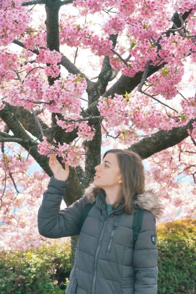 Kawazu-Sakura in Matsuda, Präfektur Kanagawa.