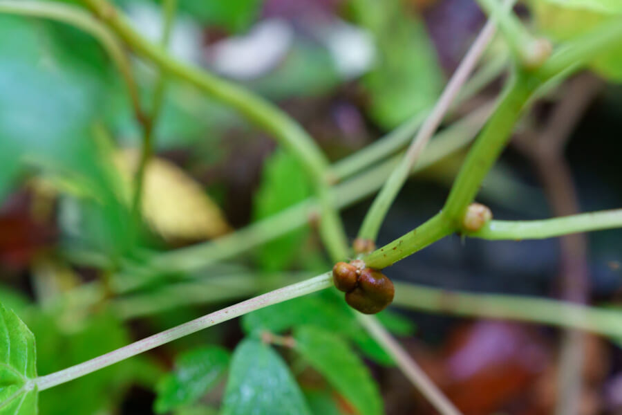 Verschiedene Pflanzen in Japan.