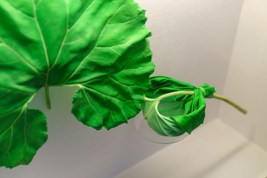 Ein Blatt, das als Becher verwendet wird.