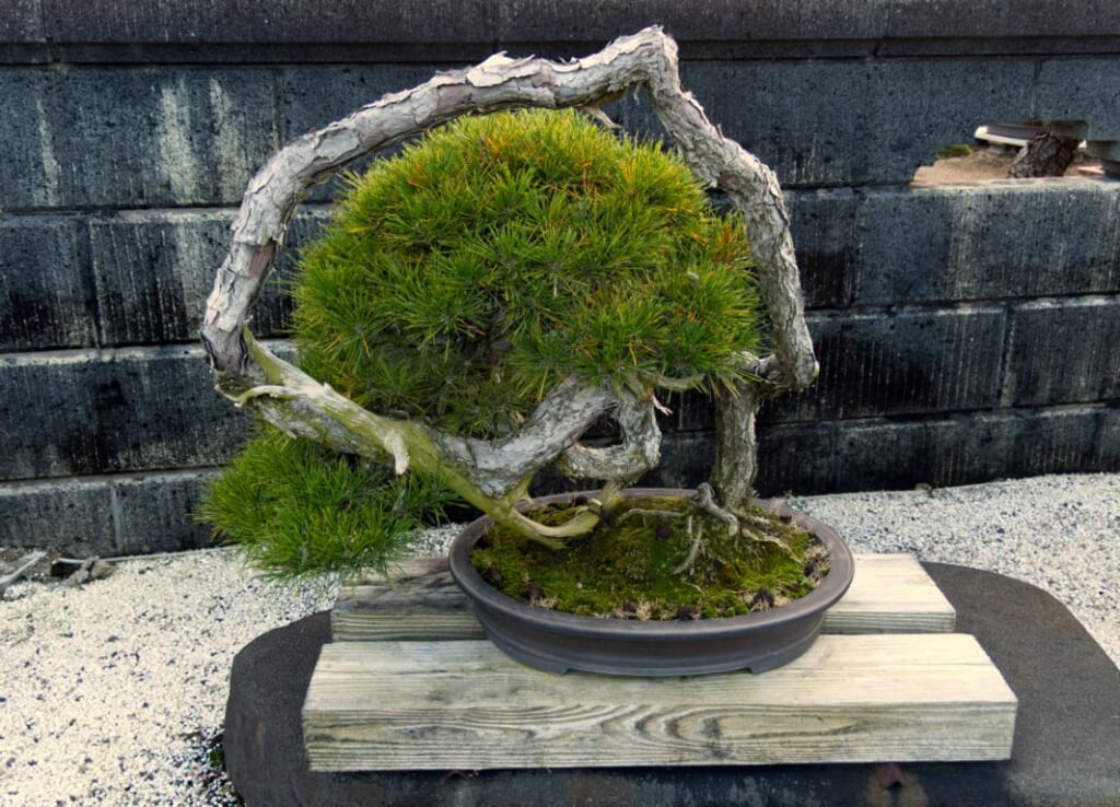 Bonsai in Kagawa, Shikoku.