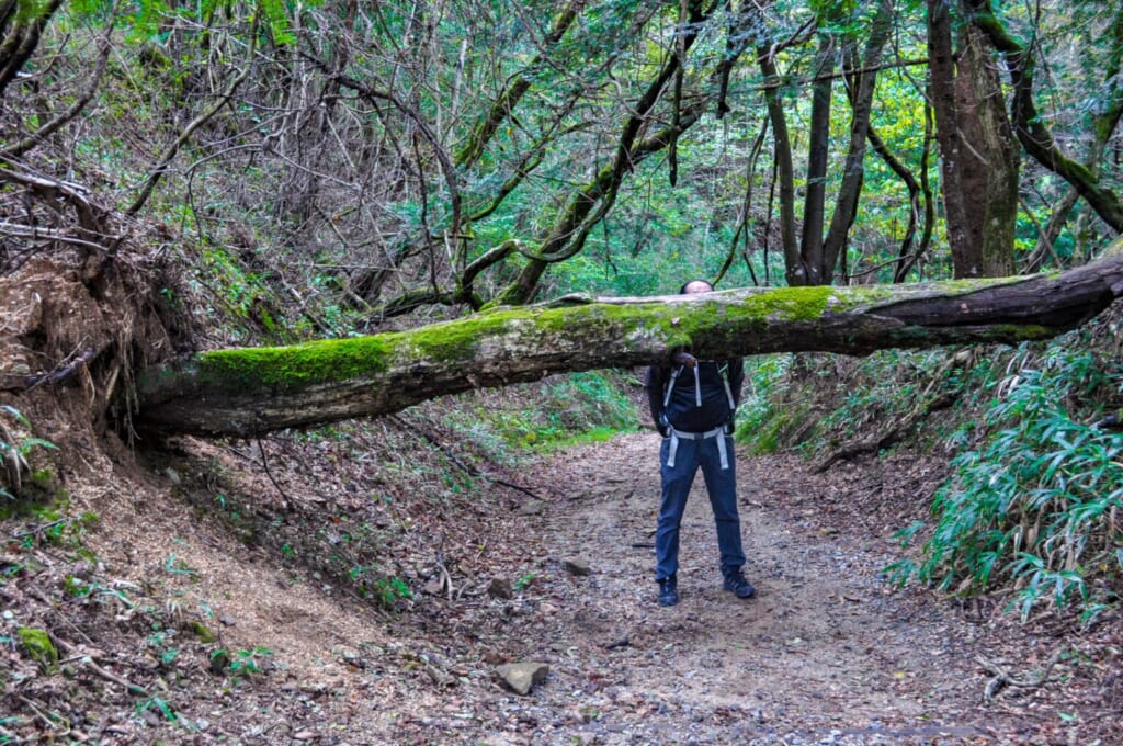 Ein wilder Weg auf dem Nakasendo Trail.