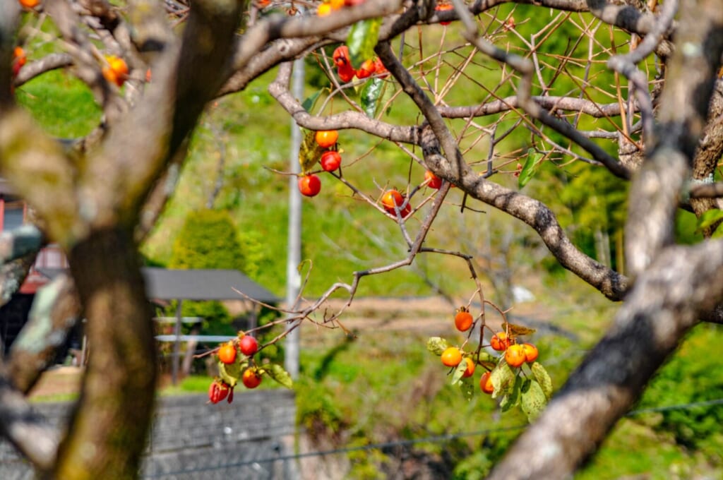 Kakis wachsen in Nakatsugawa, Japan.