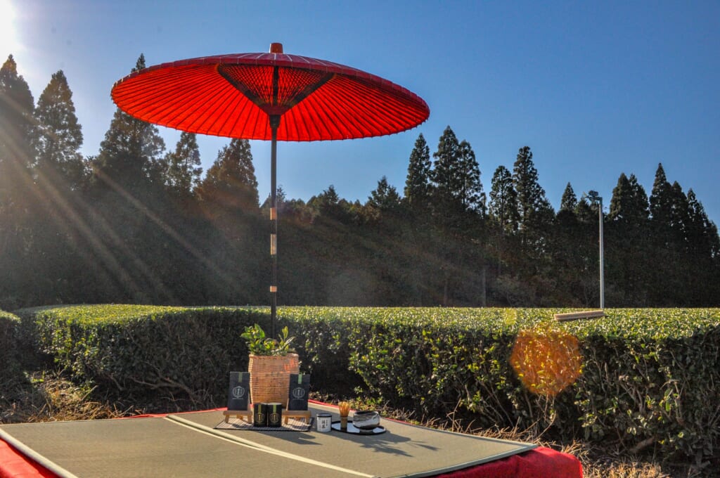 Verkostung auf einer Teeplantage in Japan.