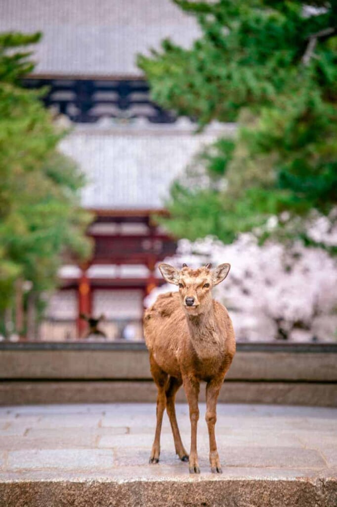 Ein Sikahirsch in Nara, Japan.