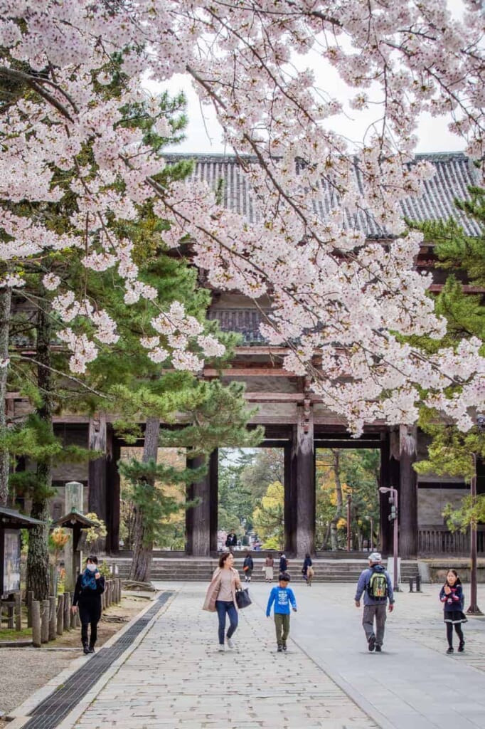 Sakura in Nara am Todaiji-Tempel.