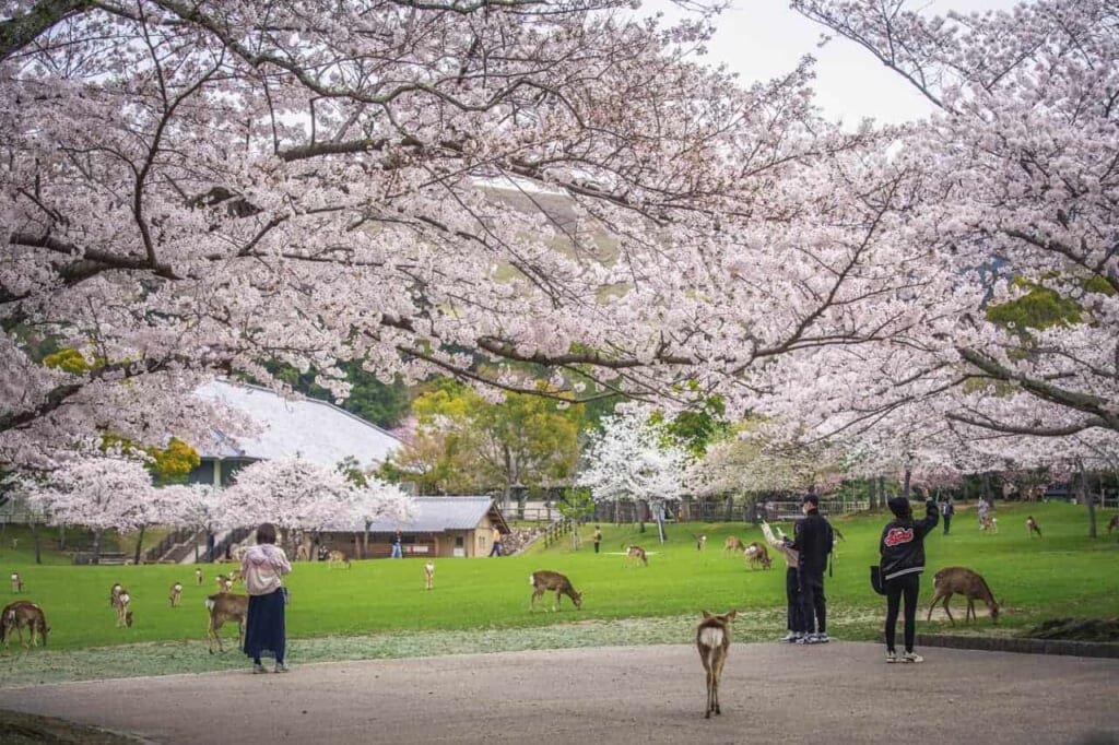 Bescuher umgeben von Hirschen und Rehen in Nara.