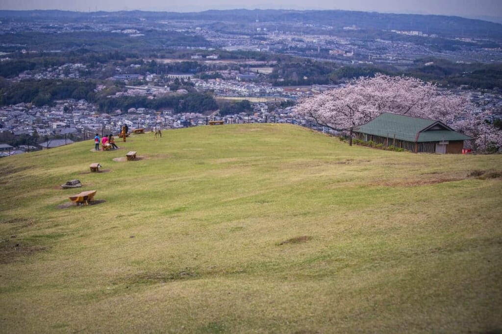 Der Blick auf die Sakura in Nara vom Berg Wakakusa aus.