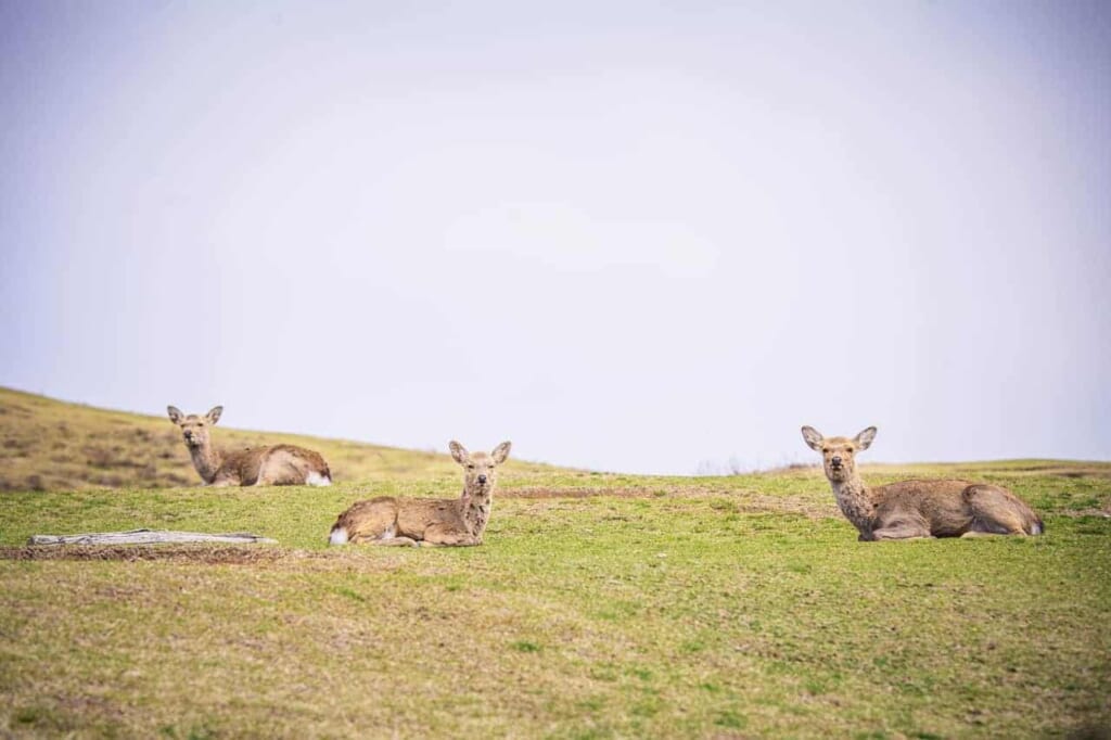 Rehe auf dem Berg Wakakusa, Nara.
