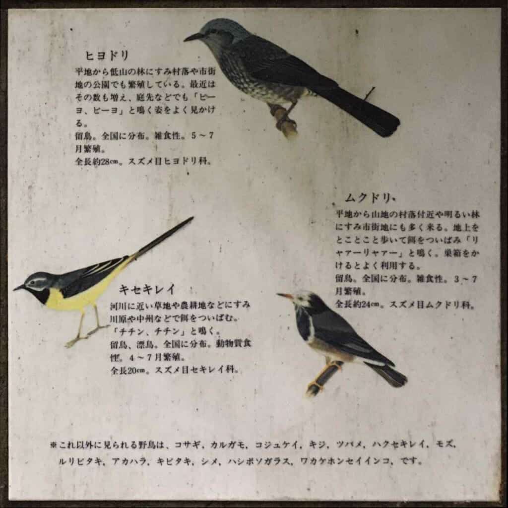 Im Tal einheimische Vogelarten.