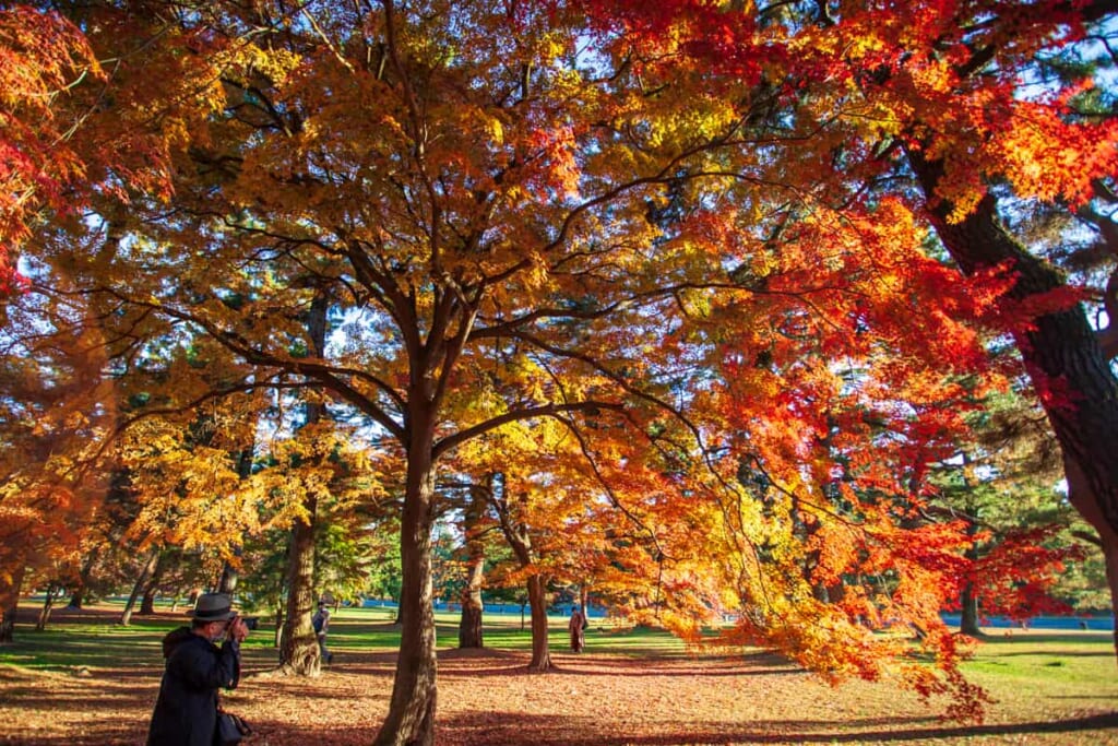 Frühmorgens beim Fotografieren der Herbstfarben in Kyoto.