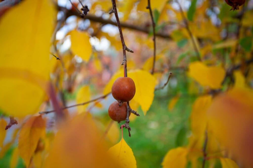 Äpfel hängen an einem Baum in Hirosaki, Japan