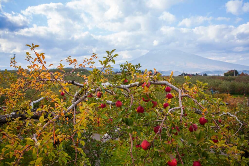 Apfelbaum mit Bergen im Hintergrund in Hirosaki, Japan