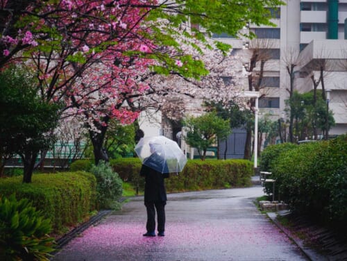 Jahreszeiten in Japan: Wie sehen sie aus und wann ist die beste Zeit, um Japan zu besuchen?
