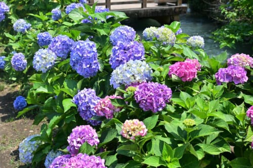 Ajisai: So genießt Ihr die Hortensien-Saison in Japan