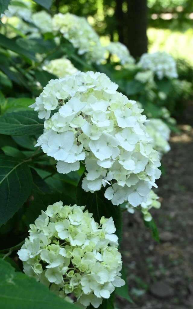 Weiße Hortensienblüten