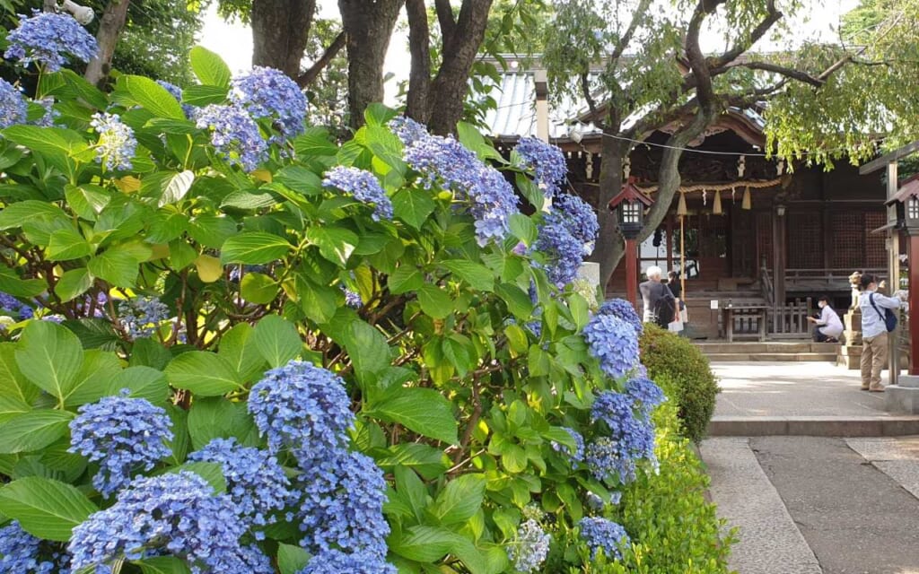 Ajisai am Hakusan-Schrein in Tokio