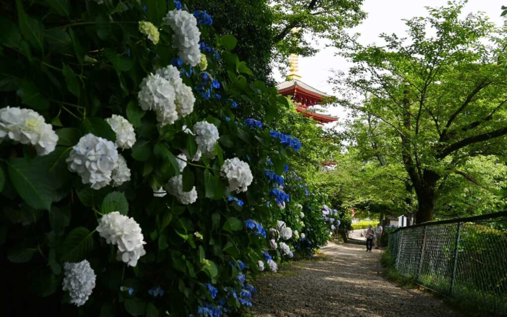 Ajjisai am Takahata-Fudoson-Tempel in Tokio