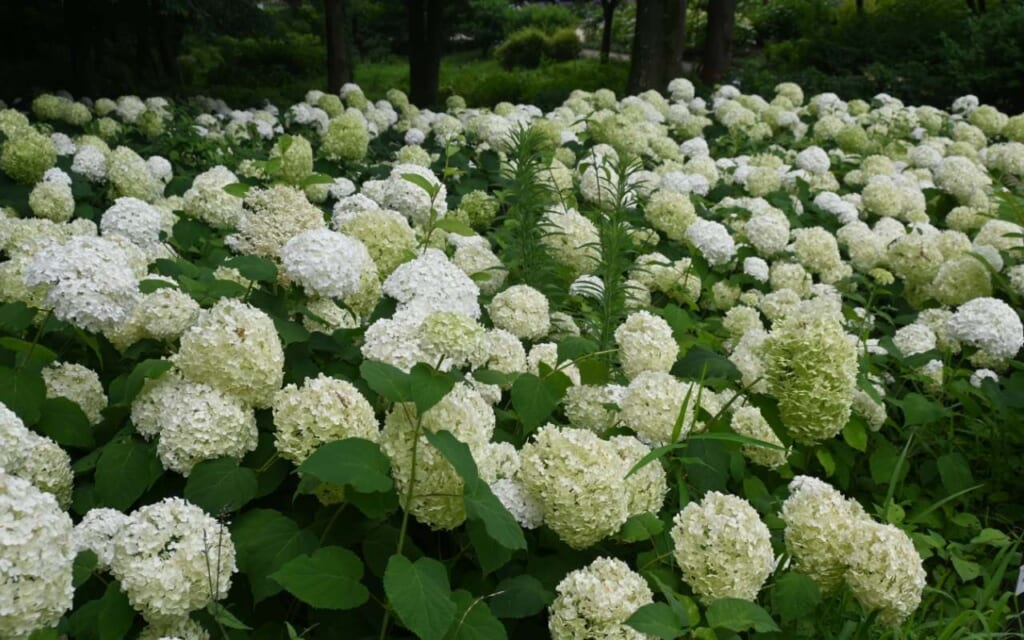 Hortensien in Japan im Sagamihara-Kita-Park
