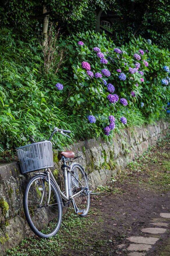 Fahrrad vor Hortensien