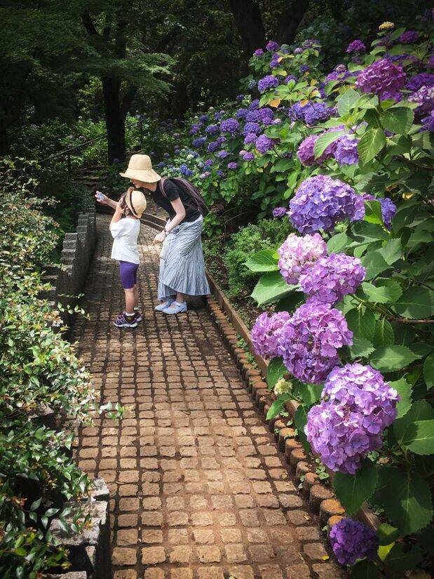 Frau mit Kind zwischen Hortensien